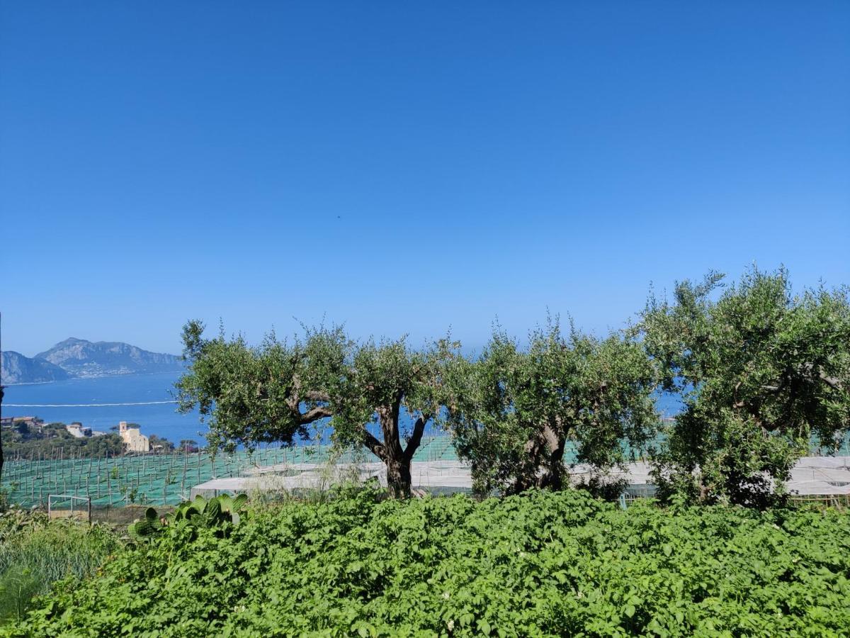 Il Nido Del Gabbiano Apartment Massa Lubrense Bagian luar foto